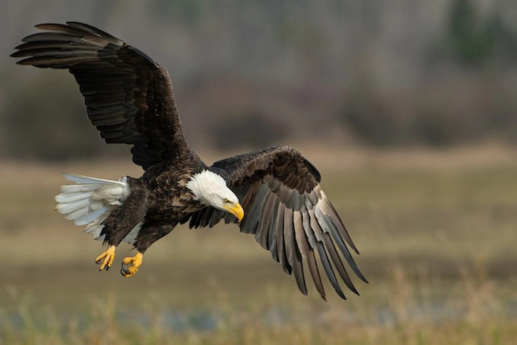 Eagle soaring in the blue sky