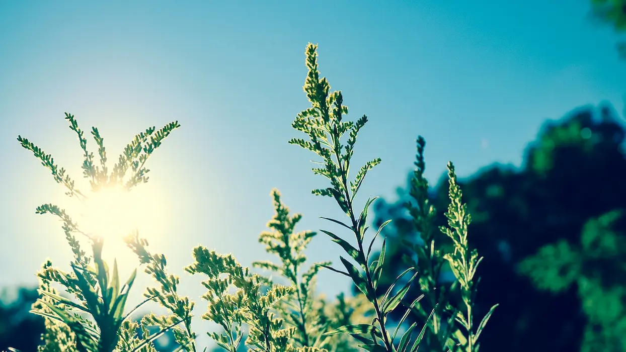 Green Scene with lots of sunshine