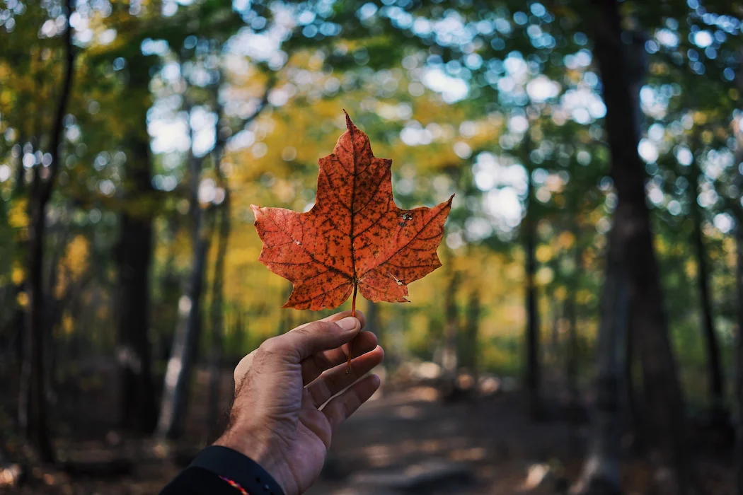Person holding a maple leaf in a lush forest