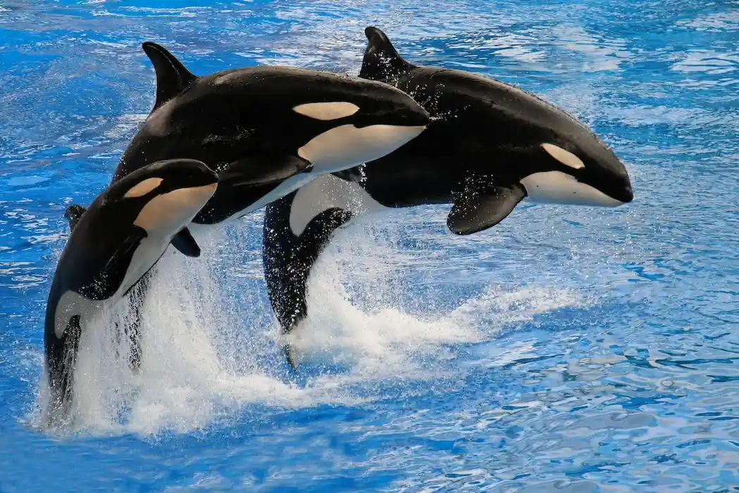 3 Orcas Whales jumping out of the ocean